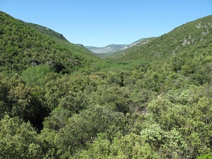 Hiking around Grand Pic St-Loup between Londres and Bueges (Herault) 4