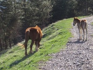 GR10 Hiking from Merens-les-Vals (Ariege) to Ras-des-Cortalets (Pyrenees-Orientales)