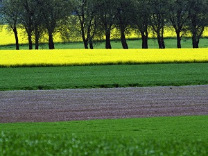 GR11 Walking from Flexanville (Yvelines) to Senlis (Oise) 5