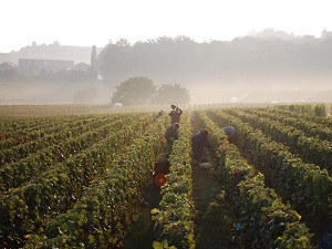 GR142 Hiking from Verzenay (Marne) to Laon (Aisne) 3