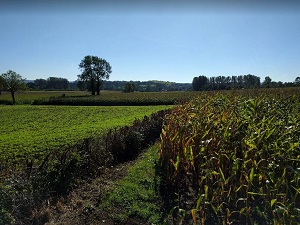 GR145 Via Francigena. De Calais à Thérouanne (Pas-de-Calais) 6