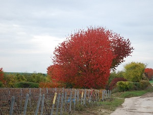 GR145 Via Francigena. Hiking from Neuville-sur-Ailette (Aisne) to Conde-sur-Marne (Marne) 7