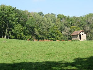 GR145 Via Francigena. Randonnée de Châteauvillain à Coublanc (Haute-Marne) 6