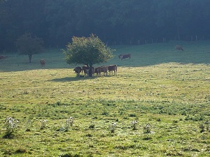 GR®14B De Outines (Marne) à Lochères (Meuse) 7