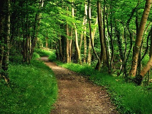 GR14 Walking from Coulommiers (Seine-et-Marne) to Reuil (Marne) 4