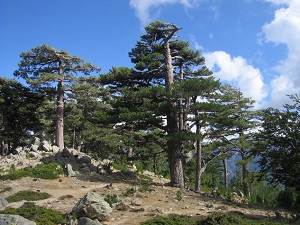 GR20 Randonnée de Vizzavona (Haute-Corse) à Conca (Corse-du-Sud) 4