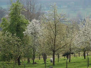 GR226 Randonnée de Vaux (Calvados) à Gué-Rochoux (Manche)