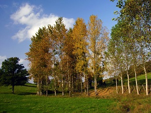 GR2 Walking from Dijon to Chatillon-sur-Seine (Cote-d'Or) 4