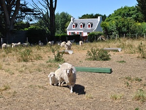 GR340 Randonnée autour de Belle-Ile-en-Mer (Morbihan) 5