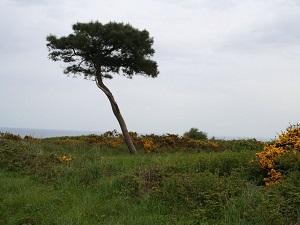 GR34 Walking from Pleneuf-Val-Andre to Paimpol (Cotes-d'Armor) 7