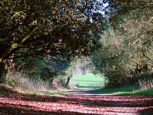 GR34 Randonnée de Vannes à Le Tour-du-Parc (Morbihan) 4