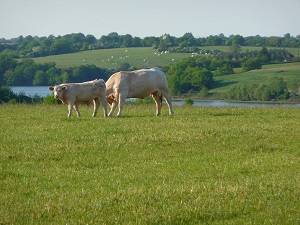 GR364 Hiking from St Paul-en-Gatine (Deux-Sevres) to Chateau-Guibert (Vendee) 7