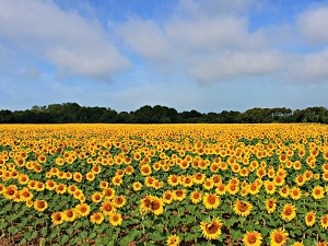 GR®364 Hiking from Chateau-Guibert to Sables-d'Olonne (Vendee) 7