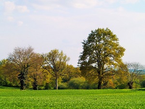 GR®365 Hiking from Mayenne (Mayenne) to Bernay-en-Champagne (Sarthe) 7