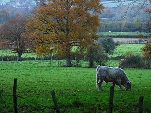 GR36 Randonnée de Putanges-Pont-Ecrepin (Orne) à Mont-Saint-Jean (Sarthe) 5