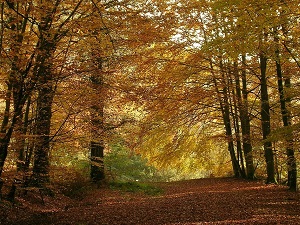 GR36 Randonnée de Putanges-Pont-Ecrepin (Orne) à Mont-Saint-Jean (Sarthe) 6