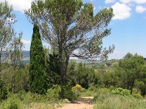 GR36 Hiking from Ribaute (Aude) to Sournia (Pyrenees-Orientales) 4