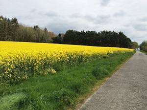 GR38 Randonnée de Gourin à Loperhet (Morbihan) 7