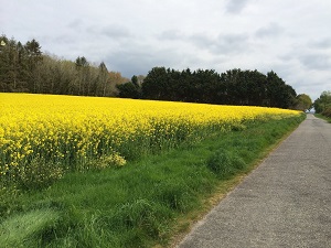 GR38 Randonnée de Gourin à Loperhet (Morbihan) 7