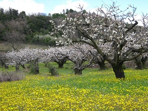 GR42 Randonnée de La Voulte-sur-Rhône (Ardèche) à Roquemaure (Gard) 6