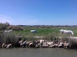 GR42 Walking from Roquemaure to Grau-du-Roi (Gard) 7