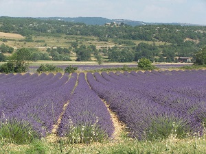 GR4 Hiking from Mondragon (Vaucluse) to Simiane-la-Rotonde (Alpes-de-Haute-Provence) 7