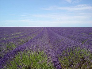 GR4 Hiking from Simiane-la-Rotonde to Rougon (Alpes-de-Haute-Provence) 4