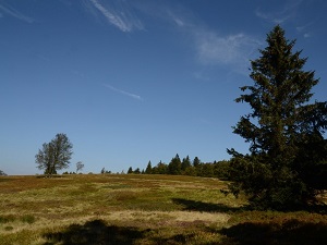 GR®531 Randonnée du Col de Bramont à Leymen (Haut-Rhin) 3