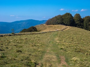 GR532 From Liepvre (Haut-Rhin) to Etueffont (Territoire de Belfort) 6