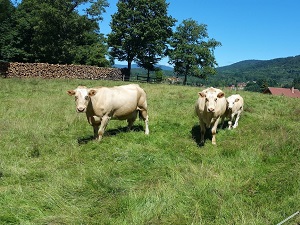 GR®532 From Liepvre (Haut-Rhin) to Etueffont (Territoire de Belfort) 7