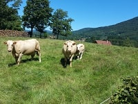GR532 From Liepvre (Haut-Rhin) to Etueffont (Territoire de Belfort) 8
