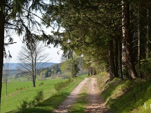 GR®533 Du Pont de la Loge (Vosges) à Belfort (Territoire de Belfort) 3