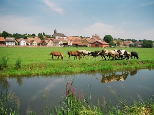 GR534 Sentier Stanislas-Kléber (Meurthe-et-Moselle, Bas-Rhin) 6