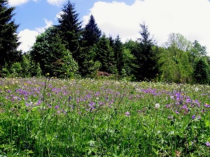 GR59 Hiking from Ballon d'Alsace (Vosges) to Culoz (Ain) 3