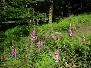 GR59 Hiking from le Ballon d'Alsace (Vosges) to Silley-Blefond (Doubs) 5