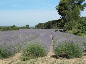 GR653A Via Aurelia Chemin de Saint-Jacques-de-Compostelle 7