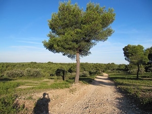 GR653A Hiking from from Eguilles to Arles (Bouches-du-Rhone) 3