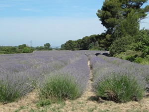 GR653A Randonnée de Eguilles à Arles (Bouches-du-Rhône) 4