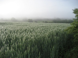 GR654 Randonnée de Orcenais (Cher) à Dampierre (Indre) 6