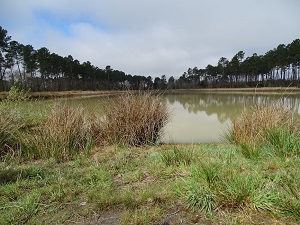 GR654 From La Reole (Gironde) to Mont-de-Marsan (Landes) 7