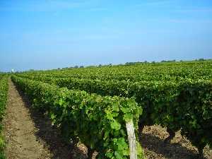 GR655 Via Turonensis Chemin de St Jacques de Compostelle 5