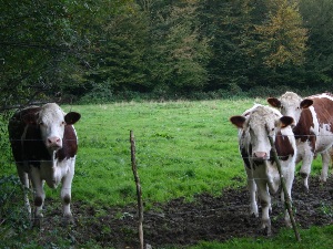 GR655 Randonnée de Vieux-Reng (Nord) à Fresnoy-le-Grand (Aisne) 3