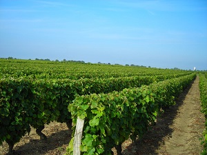 GR655 Hiking from Prunay-Cassereau (Loir-et-Cher) to Ste-Maure-de-Touraine (Indre-et-Loire) 5