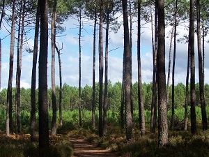 GR655 Walking from  Belin-Beliet (Gironde) to Lesperon (Landes) 3