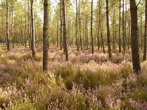 GR655 Randonnée de Belin-Béliet (Gironde) à Lesperon (Landes) 6