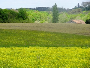 GR655 Randonnée de Lesperon (Landes) à la Stèle de Gibraltar (Pyrénées-Atlantiques)