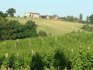 GR65 Randonnée de Marsolan (Gers) à Aire-sur-l'Adour (Landes) 4