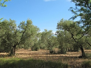 GR®69 La Routo From Arles (Bouches-du-Rhone) to Ruburent Pass (Alpes-de-Haute-Provence) 5