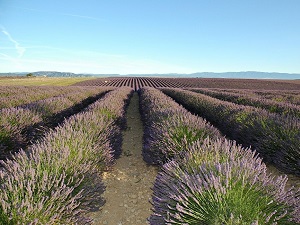 GR®69 La Routo From Arles (Bouches-du-Rhone) to Ruburent Pass (Alpes-de-Haute-Provence) 6