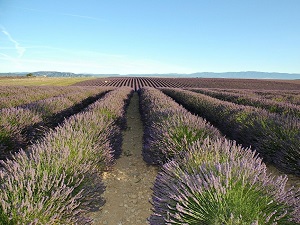 GR69 La Routo From Aix-en-Provence (Bouches-du-Rhone) to Riez (Alpes-de-Haute-Provence) 6